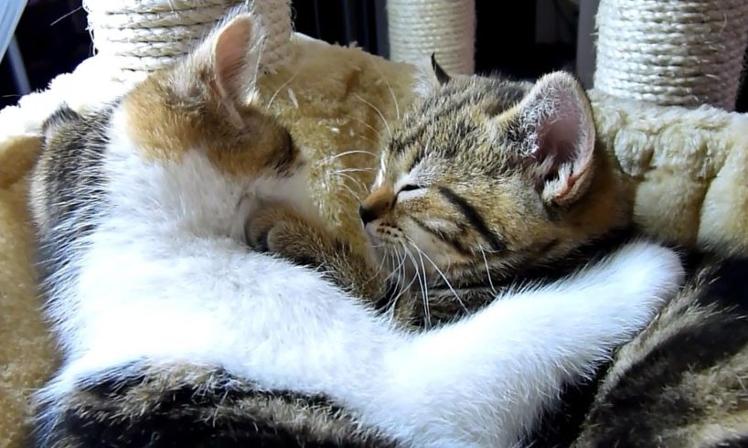 Funny Cats : How to become a good boyfriend - 12 tips from Cute Kitten Rocky.