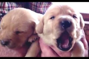 Funny Cute Baby Animals Yawning Compilation 2014 [NEW]