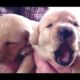 Funny Cute Baby Animals Yawning Compilation 2014 [NEW]