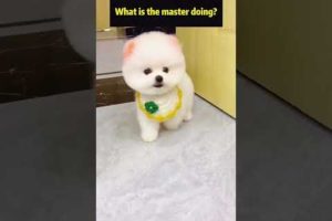 Funny Dogs of TikTok Compilation 🐕 Cutest Puppies 🥰🥰🥰