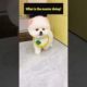 Funny Dogs of TikTok Compilation 🐕 Cutest Puppies 🥰🥰🥰