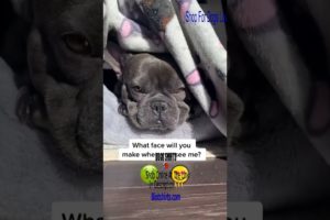 Funny Frenchie Videos - Ultimate Cutest PUPPIES Frenchie Dogs🐕 #Frenchie #Shorts #FunnyDogs