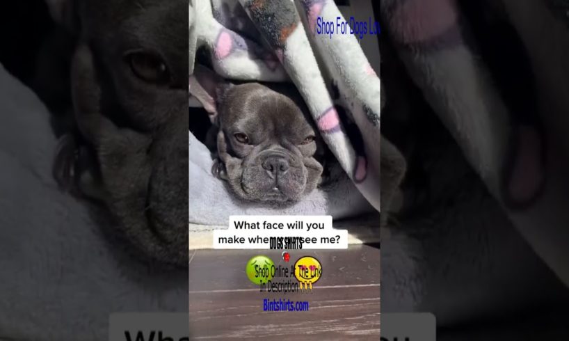 Funny Frenchie Videos - Ultimate Cutest PUPPIES Frenchie Dogs🐕 #Frenchie #Shorts #FunnyDogs
