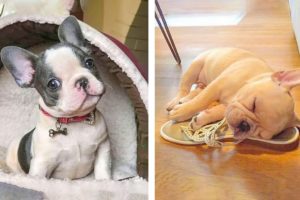 Funny and Cute French Bulldog Puppies Compilation - Cutest French Bulldog #18