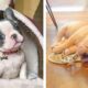 Funny and Cute French Bulldog Puppies Compilation - Cutest French Bulldog #18