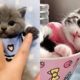 Funny cat🐱 & dogs🐶 video compilation | funny cat tiktok videos | funny cat moment | pets rainbow #2
