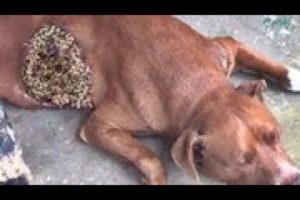 GOD DAMN ! ! Poor DOG Battling 5 0 0 0 + Maggot (Mangoworm) Removing  犬からワームを取り除