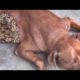 GOD DAMN ! ! Poor DOG Battling 5 0 0 0 + Maggot (Mangoworm) Removing  犬からワームを取り除