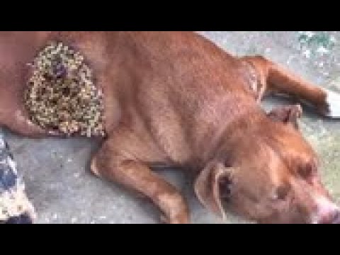 GOD DAMN ! ! Poor DOG Battling 5 0 0 0 + Maggot (Mangoworm) Removing  犬からワームを取り除