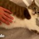 Gata mamá hace lo más lindo mientras está de parto | Cat Crazy | El Dodo