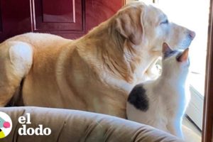 Gatita muy pequeña crece abalanzándose sobre su hermano de 115 libras | Parejas Desparejas | El Dodo