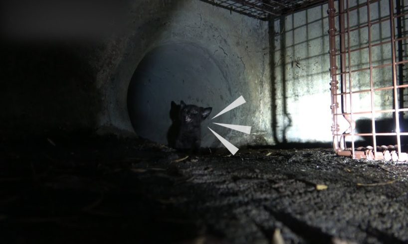 Gatito aterrado queda atorado en una alcantarilla | El Dodo