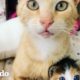 Gato callejero más inteligente sigue a una mujer a casa | Cat Crazy | El Dodo
