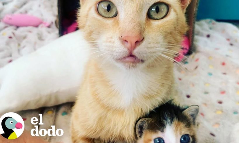 Gato callejero más inteligente sigue a una mujer a casa | Cat Crazy | El Dodo