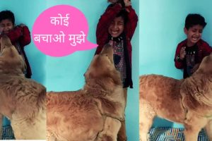 Golden Retriever Puppy Funny Videos Compilation | Funniest & Cutest Puppies Video