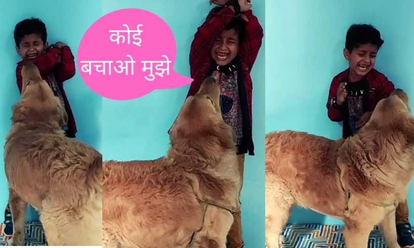 Golden Retriever Puppy Funny Videos Compilation | Funniest & Cutest Puppies Video