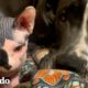 Gran danés asustadizo recibe masajes de su pequeño gato cada vez que se asusta | El Dodo