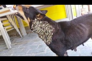 HELP ME ! ! Poor DOG Battling 5 0 0 0 + Maggot (Mangoworm) Removing 犬からワームを取り除 RESCATE ANIMALES