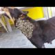 HELP ME ! ! Poor DOG Battling 5 0 0 0 + Maggot (Mangoworm) Removing  犬からワームを取り除 RESCATE ANIMALES