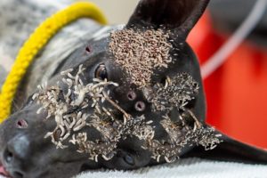 HELP ! ! Poor Dog Battling 5 0 0 0 + Maggot (Mangoworm) Removing  犬からワームを取り除  RESCATE ANIMALES 2022