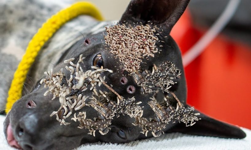 HELP ! ! Poor Dog Battling 5 0 0 0 + Maggot (Mangoworm) Removing  犬からワームを取り除  RESCATE ANIMALES 2022