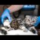 HUGE MANGOWORMS ! ! Stray CAT  Rescued  Huge Worms and Parasites! 犬からワームを取り除 RESCATE ANIMALES