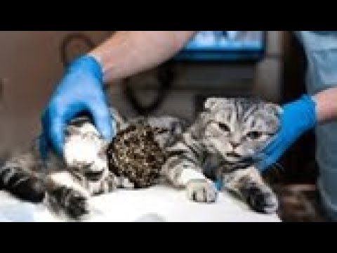 HUGE MANGOWORMS ! ! Stray CAT  Rescued  Huge Worms and Parasites! 犬からワームを取り除 RESCATE ANIMALES