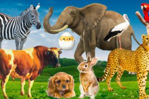 Habitat of familiar animals - farm animals: cat, elephant, cow, horse, dolphin - animal sounds