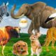 Habitat of familiar animals - farm animals: cat, elephant, cow, horse, dolphin - animal sounds