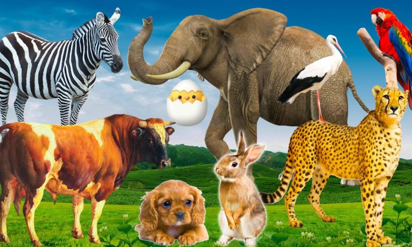 Habitat of familiar animals - farm animals: cat, elephant, cow, horse, dolphin - animal sounds