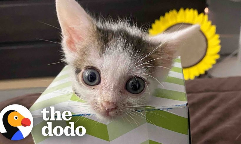 Half-Pound Kitten Now Pounces On His Siblings Every Chance He Gets  | The Dodo Little But Fierce
