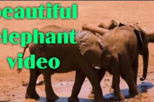 Hati - elephant video - animals video - fanny animal video | playing animals | YouTube animal video