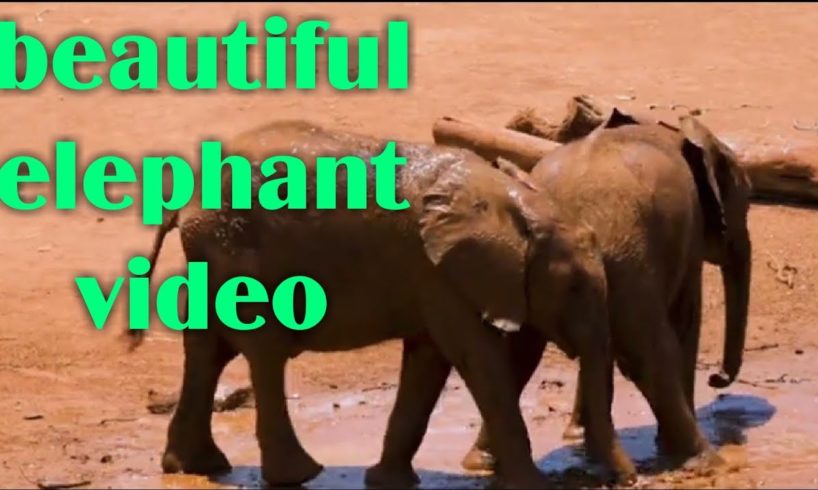 Hati - elephant video - animals video - fanny animal video | playing animals | YouTube animal video