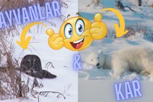 Hayvanlar Vs Kar  ( Animals Playing in Snow )