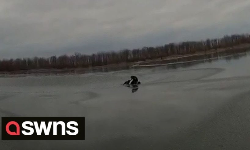 Heroic New York police officer jumps into frozen lake to rescue dog | SWNS