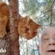 Hombre jubilado rescata a más de 700 gatos de los árboles | Dodo Héroes | El Dodo