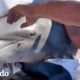 Hombres saltan al río para salvar la vida de un delfín | El Dodo