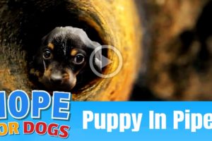 Hope Rescues Stuck Puppy Crying in Pipe - The Dog Saviors