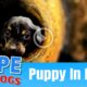 Hope Rescues Stuck Puppy Crying in Pipe - The Dog Saviors