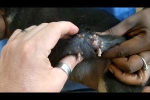 How to Removing Monster Ticks From Helpless Dog ! Animal Rescue Video 2022