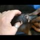 How to Removing Monster Ticks From Helpless Dog ! Animal Rescue Video 2022