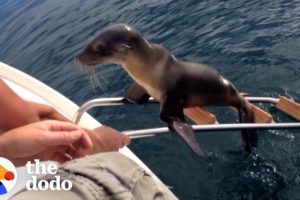 Hurt Sea Lion Asks Boaters For Help | The Dodo