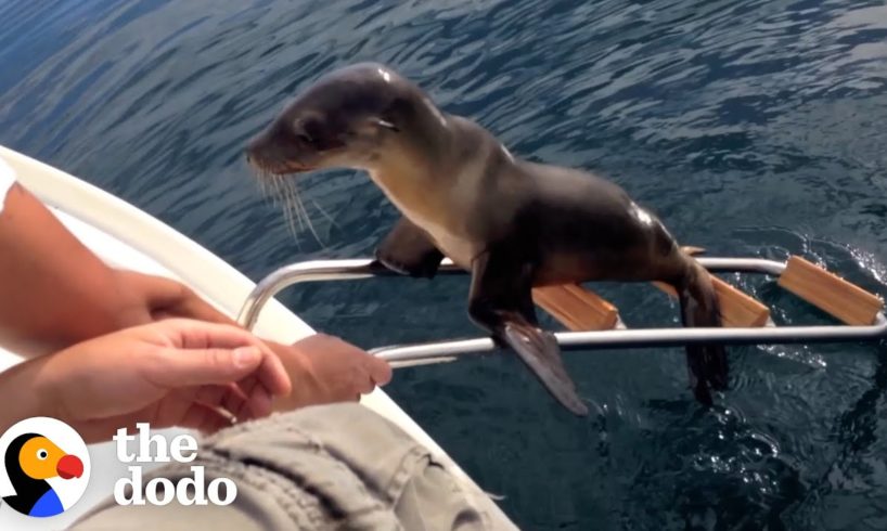 Hurt Sea Lion Asks Boaters For Help | The Dodo