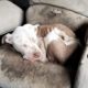 I can not stop crying when rescue unloved, unwanted, dumped, & forgotten bait dog curled up