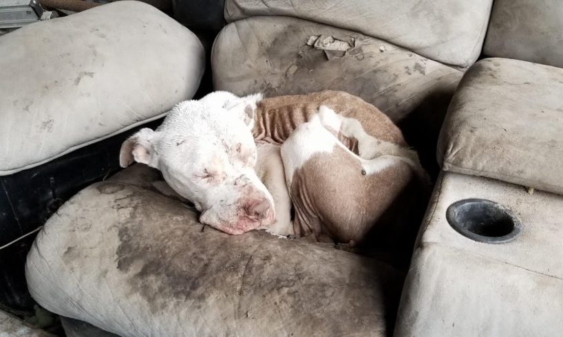 I can not stop crying when rescue unloved, unwanted, dumped, & forgotten bait dog curled up