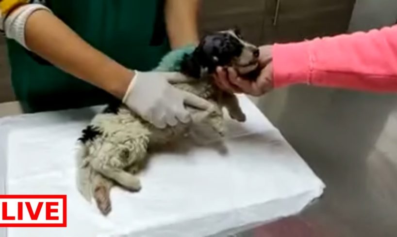 I took the puppy to the vet and the news are very very bad, looks like he is deaf and blind