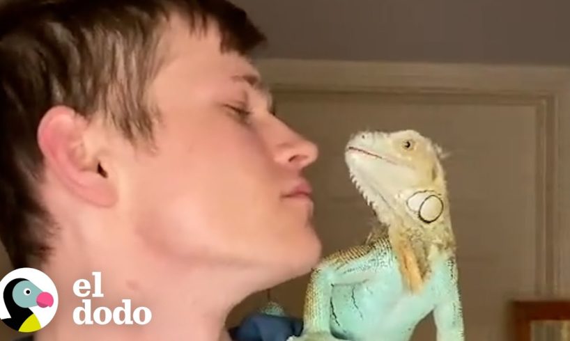 Iguana trepa sobre su papá y le da besos | El Dodo