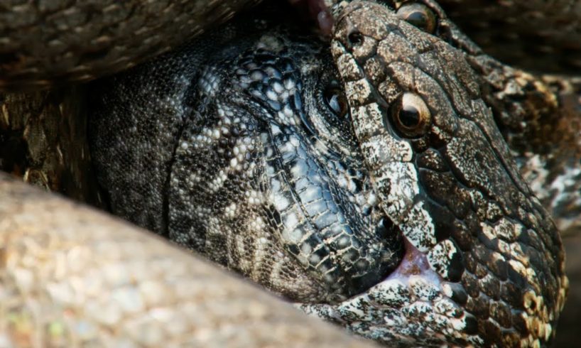 Iguana vs Snakes (Full Clip) | Planet Earth II | BBC Earth