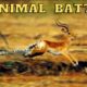 Insane Animal Battles Recorded On Camera I Wild Animal Fights