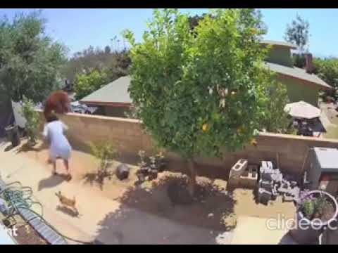 😸 Inspiring Animal Rescues 🐶 Animal Whatsapp Status